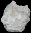 Otodus Shark Tooth Fossil Partially Exposed In Rock #56441-1
